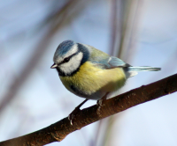 bluetit (57K)