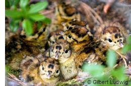 Day-old black grouse chicks