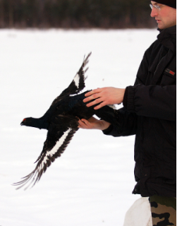 Christophe and grouse