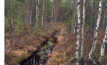 drainage ditch in forest