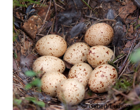 Grouse eggs in nest