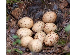 black grouse eggs for sale