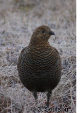 female black grouse