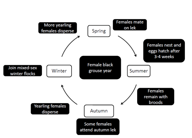 Female lifecycle