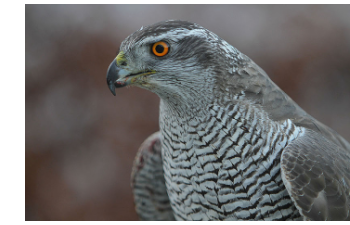 goshawk (163K)