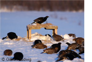 Grouse feeding at feeders