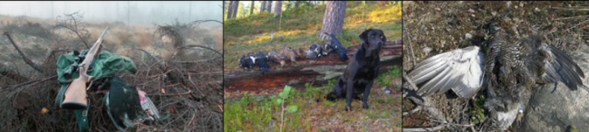 Grouse hunting scenes