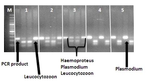 Gel of digestion products