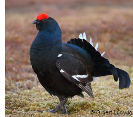 a male black grouse