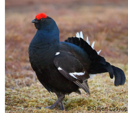 male black grouse