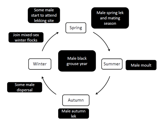 Male lifecycle