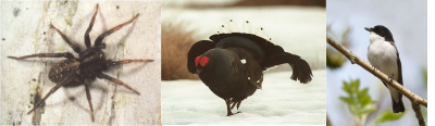 wolf spider, black grouse and pied flycatcher