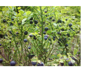 Bilberry plant with berries