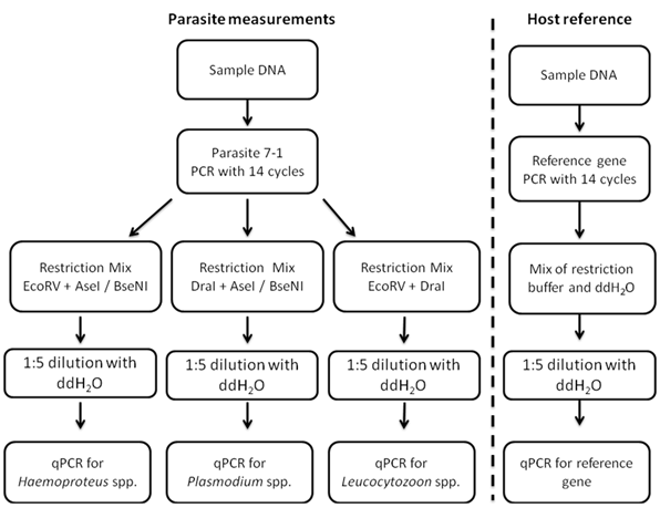 A workflow of the working nested qPCR