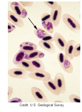 Plasmodium infection in bird blood