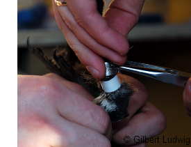 Grouse being ringed
