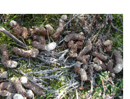 Black grouse droppings