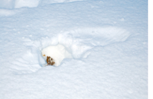 Hole in snow caused by grouse