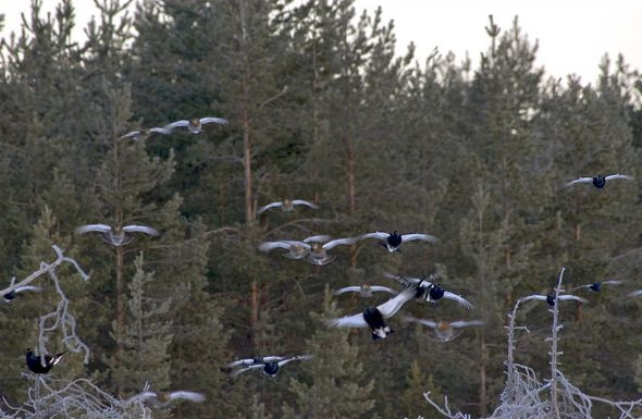 a mixed-sex winter flock of grouse